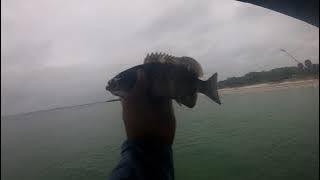 Another successful day at Fort Desoto State Park BAY PIER!