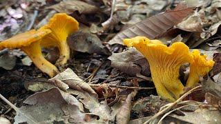 Chantarellus Cibarius a primeros de mayo de 2024