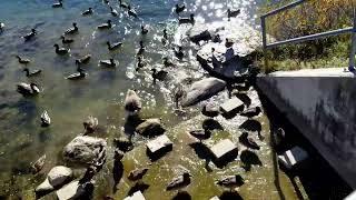 Visiting the ducks and geese