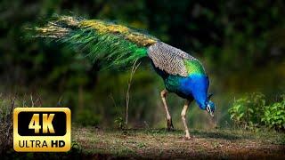 Beautiful Indian Peafowl - 4K Ultra HD 