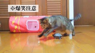 猫と同じ速度で走る！？スケボー亀【A skateboarding turtle that is as fast as a cat】