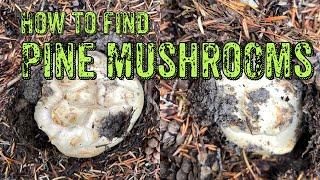 Finding Pine Mushroom Gold in the Pacific Northwest