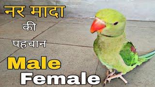 Difference between male and female parrot,how to check Ringneck and Alexander parrot,parrot gender,