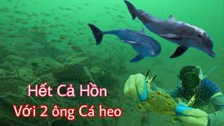 Hết Hồn Lần Đầu Tiên Lặn Biển Phát Hiện Được Cá Heo To Lớn Như Thế Này