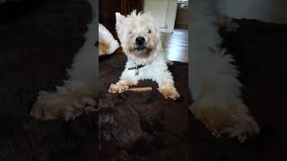 Cute, happy dog #westie #westhighlandwhite #westieterrier #dog #ukshorts #doglovers  #whitedog