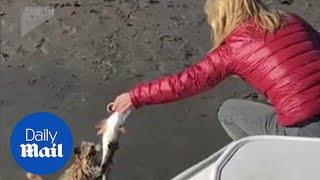 'This is mine!' Raccoon tries to take woman's fish from line - Daily Mail