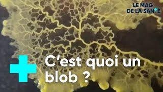 A la découverte du blob, une étrange créature - Le Magazine de la Santé