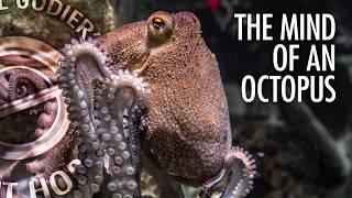 The Mind of an Octopus Explained | With Dr. Jennifer Mather