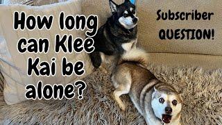 How Long Can Alaskan Klee Kai Be Left Alone?