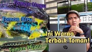 TOMAN BIRU TERLANGKA? INI PENYEBAB WARNA TOMAN HIJAU, BIRU & UNGU