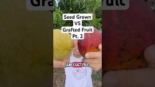 Seedling Trees Give Completely DIFFERENT Fruit! (Here’s why I Graft) Mango Trees