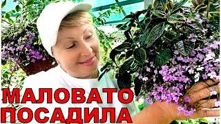 Цветы в кашпо, которых я посадила маловато. Такой красоты хочется побольше.