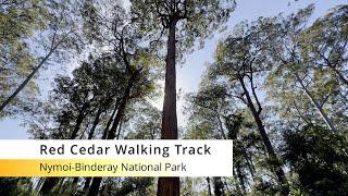 4K Red Cedar Walk - Rainforest - Nymoi-Binderray National Park