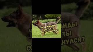 Хороший мальчик #озвучка #мем #прикол #овчарка #foxvol