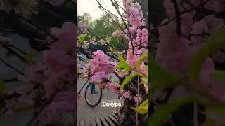 Наконец-то я нашел в этом городе сакуру! #сакура #dndz #2024 #дерево #япония