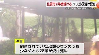 佐賀市で牛舎焼ける火事で28頭焼死  強風により切れた電線による火事か【佐賀県】 (24/08/29 18:05)