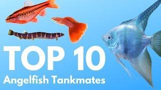 Angelfish Tankmates: 10 Fish You Can Keep with Angelfish