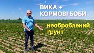 Вика та кормові боби у суміши