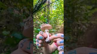⁉️Что такое ПАНТЕРНЫЙ МУХОМОР