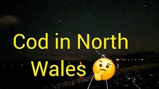 Cod fishing in north wales the start of 2024 winter | seafishing | cod fishing | bait fishing 