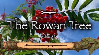 Rowan: Mythology, Magic, and Folklore of the Witch Tree (Luis)