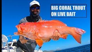 Biggest Coral Trout I've Ever Caught