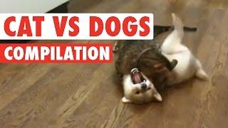 Cats vs Dogs: The Ultimate Fight Battle