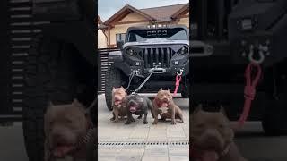 American Bully dog attitude WhatsApp status #shorts #americanbully