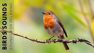 Birds Singing - Bird Sounds with Beautiful Nature, Reduce Stress, and Anxiety & Depression