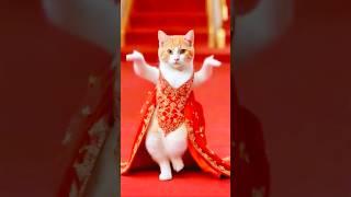 Cute Cat Dancing Video (2) #cat #dog #dogdance #catdance