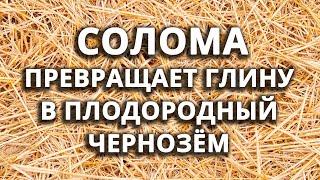 Это волшебство! СОЛОМА способна превратить глину в плодородный чернозём!