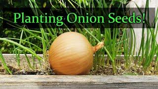 Planting Onion Seeds For Beginners