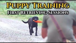 Puppy Training to Retrieve: First Retrieving Sessions