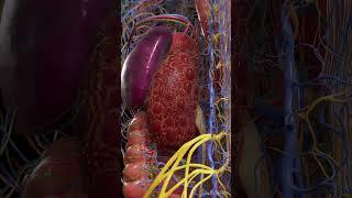 Polycystic Kidney Disease  #anatomy #meded  #3dmodel