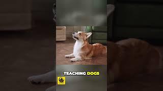 Dogs Behavior with Effective Socialization and Training #reels #dogtraining #familydog #shorts