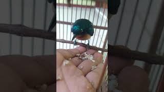 hand feeding birds || honey sucking bird