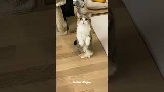 Most Cutest Cats Compilation You'll Ever See! #cutecats #viral