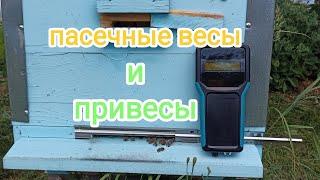 Обзор пасечных весов и привесы. Пчеловодство!