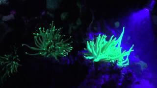 Glow Dive - scuba dive at night using ultra violet lights