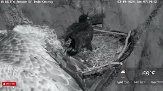 Is This an Eaglet Temper Tantrum?  - Wildlife Rescue Dade - Ron, Rose, & R6 (3/19)