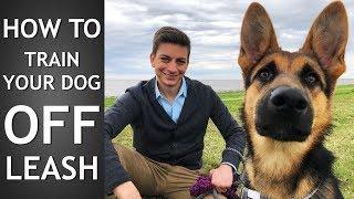 Off Leash Training: How to Train Your Dog To Listen Off Leash