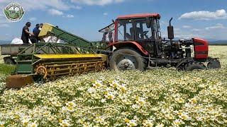 143 Million Pounds Of Chamomile Are Harvested And Processed This Way | Agriculture Technology