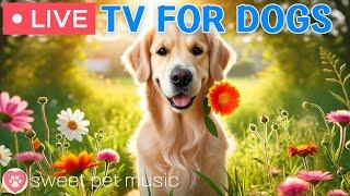  Ultimate Dog TV｜Relaxing Music for DogsCalming Scenes for Stress Relief and Separation Anxiety