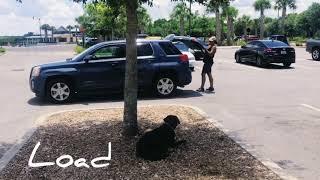 1 year old Chocolate lab "Blade" / Off Leash k9 training Orlando/ Best dog trainers