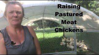 Pasture Raising Meat Chickens- Ontario, Canada