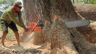 Incredible‼️ The fastest skill cut down a huge tree.