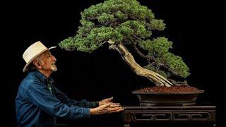 50 INSPIRASI BONSAI GAYA SLANTING/MIRING TERBAIK