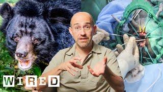 Vet Breaks Down How He Did Brain Surgery on a Bear | WIRED