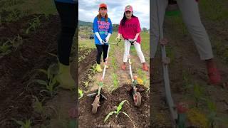 Modern agricultural technique | Manual plow tools for farming #shorts #youtubeshorts #agriculture