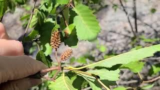 Dog alder or thinleaf alder, Alnus incana var tenuifolia. Trees of Ouray, Colorado, USA
